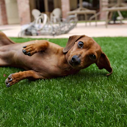 image of small dog on synlawn Montreal artificial grass for pets