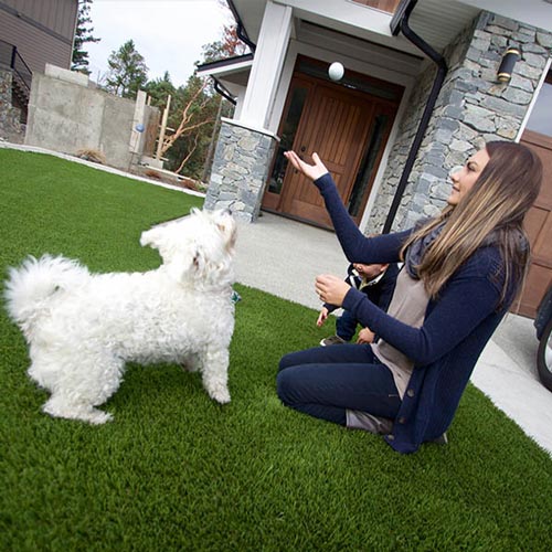 image of Pet friendly artificial grass for your furry friends available at SYNLawn Montreal
